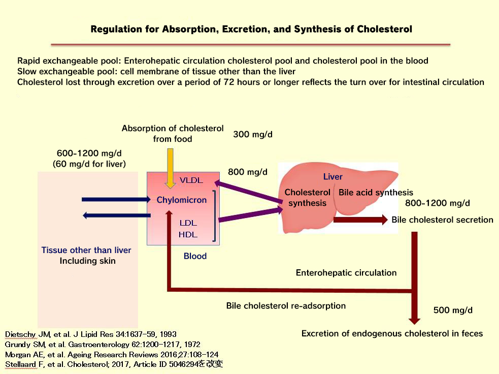 Understanding Lipid Metabolism and Considering Diet Therapy