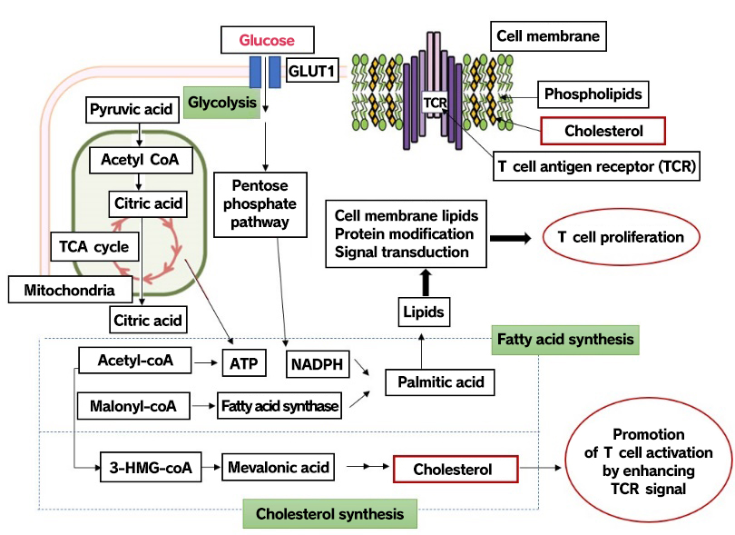 Cholesterol and Immunity