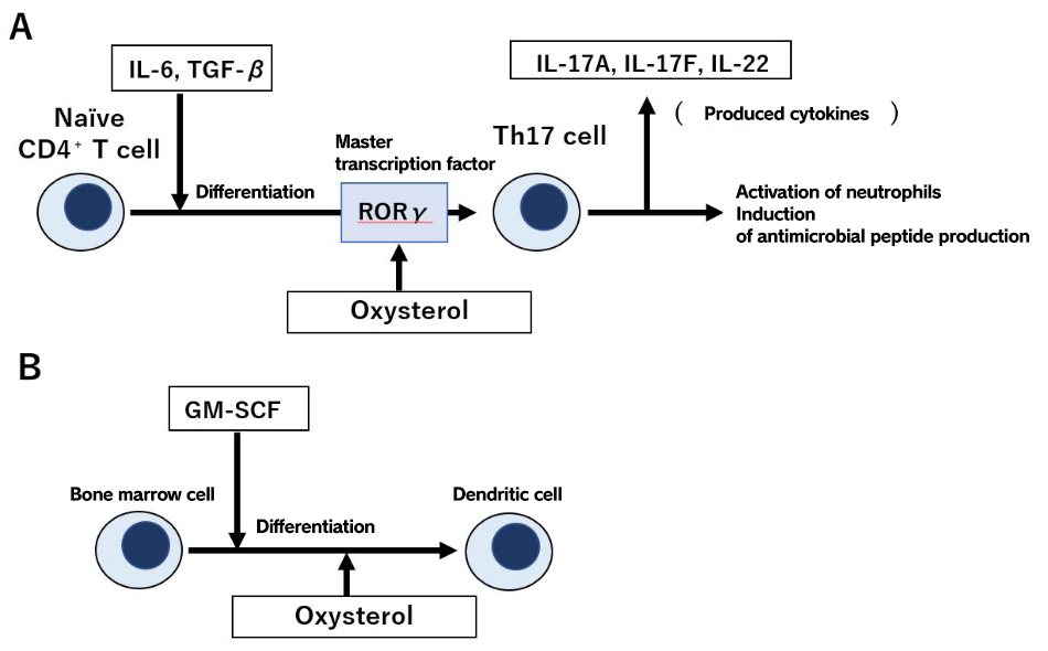 Cholesterol and Immunity