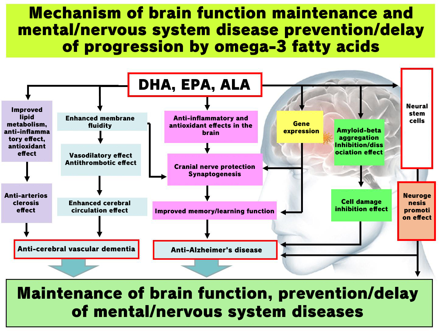 Effects of Perilla Oil on Brain Function—Will the Results of Human Intervention Tests Show the Possibility of Perilla Oil Becoming “Fish Oil (DHA/EPA) From the Field?”