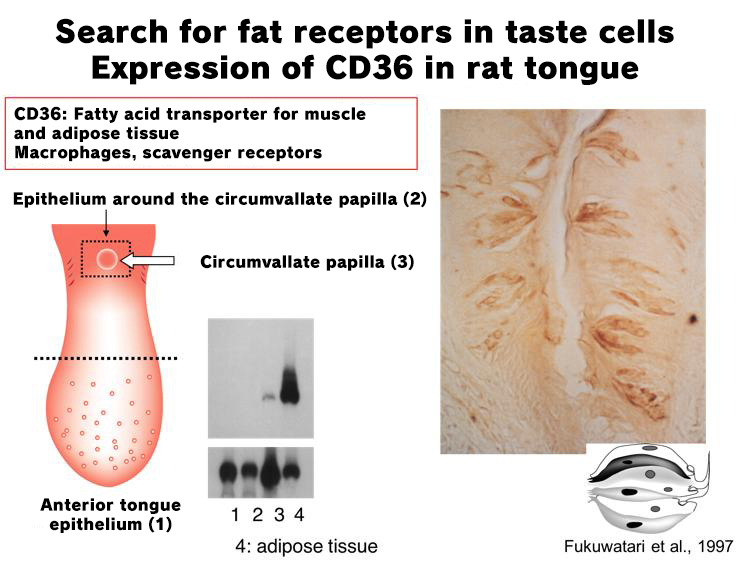 The Role of Fats and Oils in Obesity