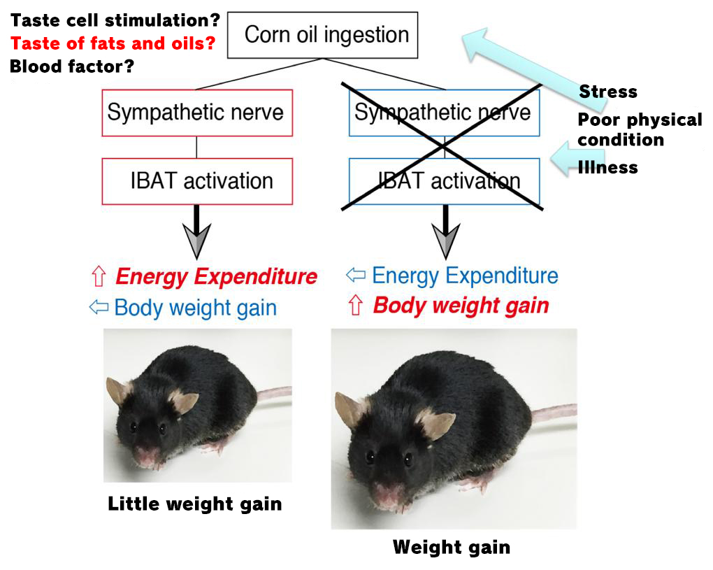 The Role of Fats and Oils in Obesity