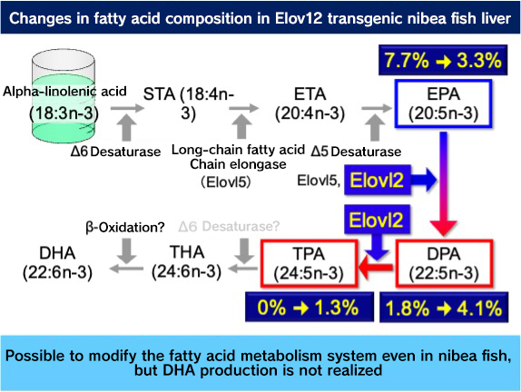 Modification of DHA Synthesis Pathway in Fish: Is it Possible to Cultivate Carnivorous Marine Fish on Feed Using Vegetable Oil?