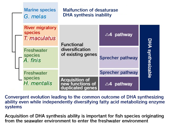 Modification of DHA Synthesis Pathway in Fish: Is it Possible to Cultivate Carnivorous Marine Fish on Feed Using Vegetable Oil?
