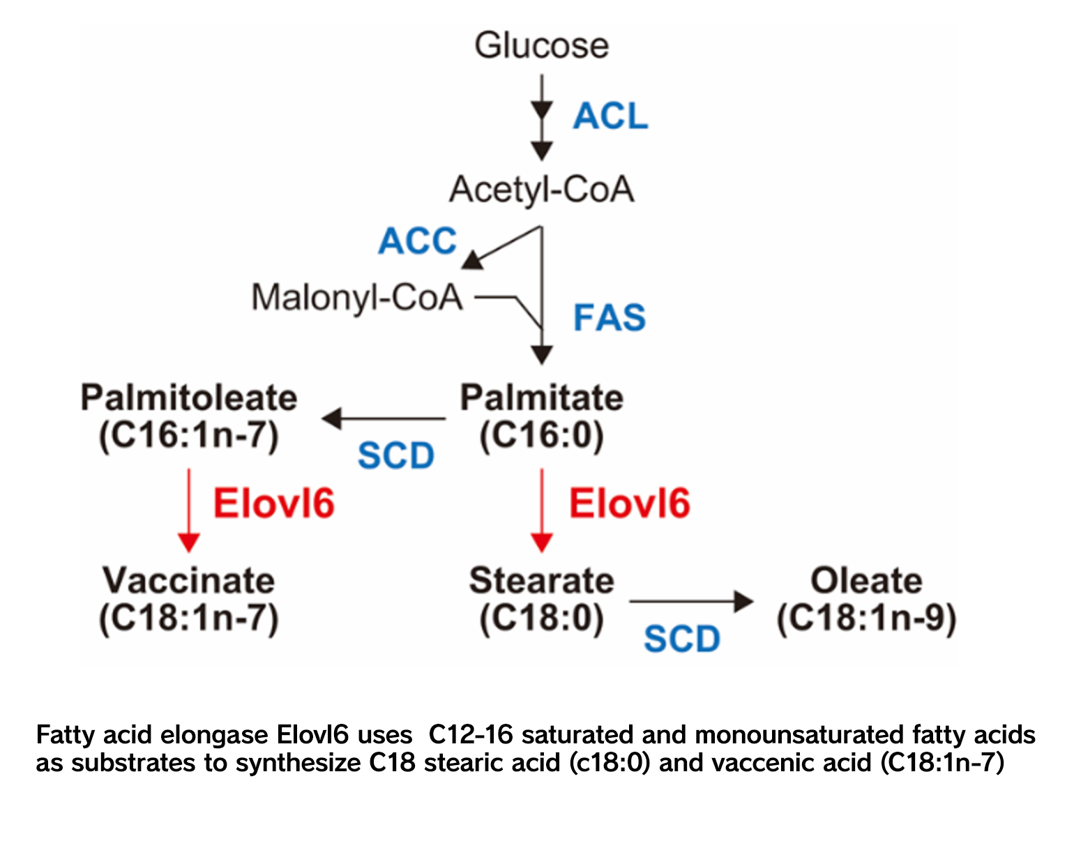 Control of Fatty Acid Quality and Lifestyle Diseases:From Research of the Fatty Acid Elongase Elovl6