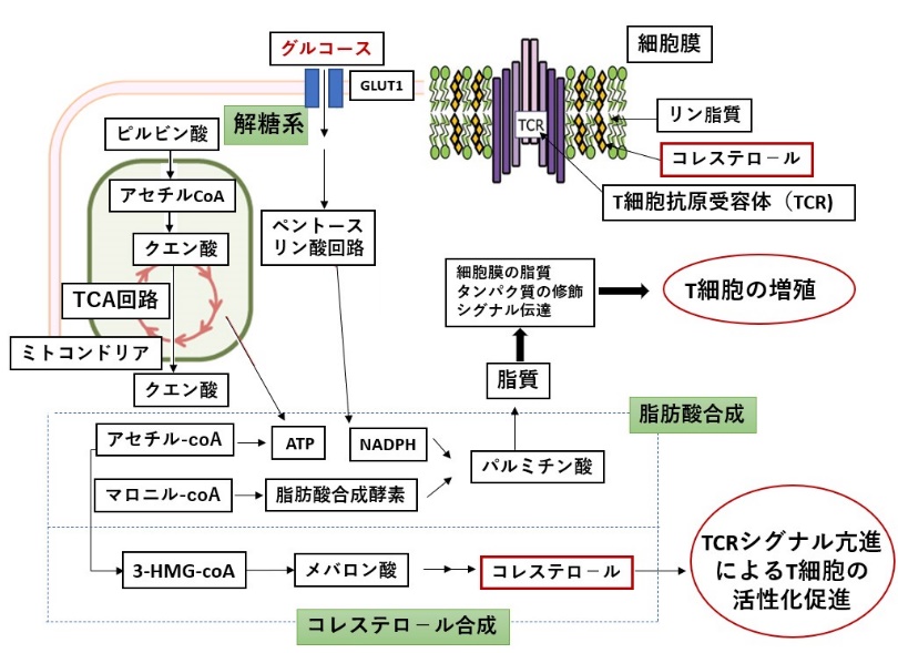 コレステロ-ルと免疫