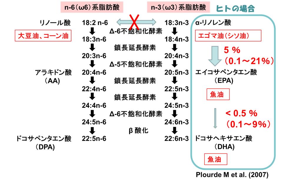 エゴマ油の脳機能に及ぼす影響－ヒト介入試験成果からエゴマ油は畑の魚油（DHA・EPA）になり得るか？