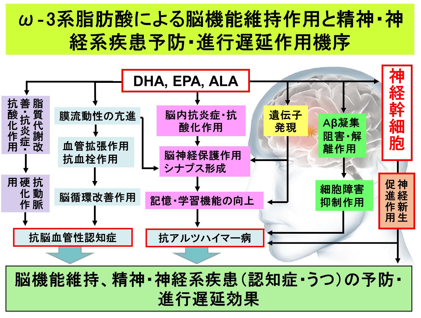エゴマ油の脳機能に及ぼす影響-ヒト介入試験成果からエゴマ油は畑の魚油(DHA・EPA)になり得るか?