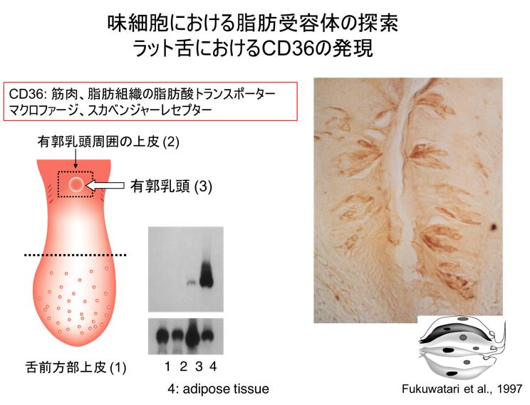 肥満しやすさに果たす油脂の役割