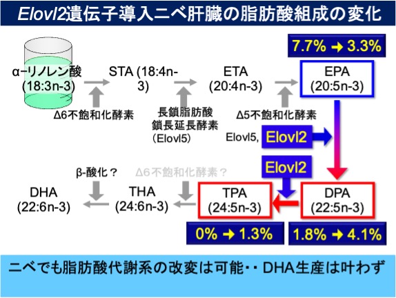魚類のDHA合成経路の改変：植物油を用いた飼餌料で肉食性海産魚の養殖は可能か？