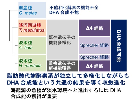 魚類のDHA合成経路の改変：植物油を用いた飼餌料で肉食性海産魚の養殖は可能か？