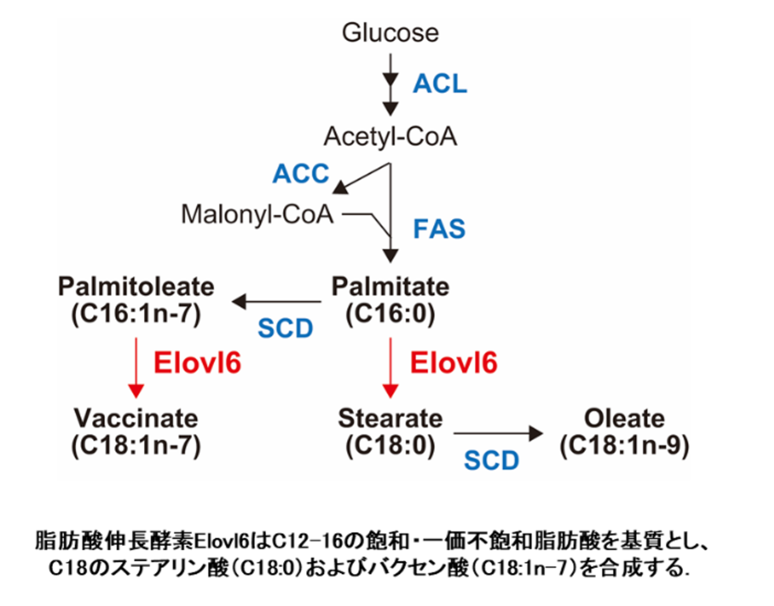 脂肪酸の質の制御と⽣活習慣病− 脂肪酸伸⻑酵素Elovl6の研究から −