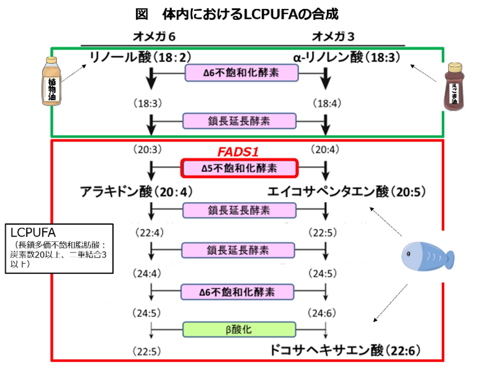 魚類のDHA合成経路の改変：植物油を用いた飼餌料で肉食性海産魚の養殖は可能か？