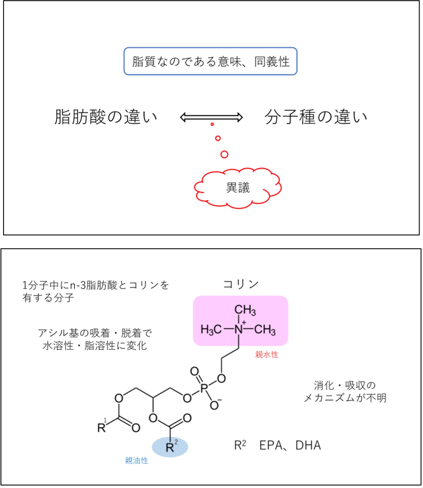 成熟・肥大に与える影響