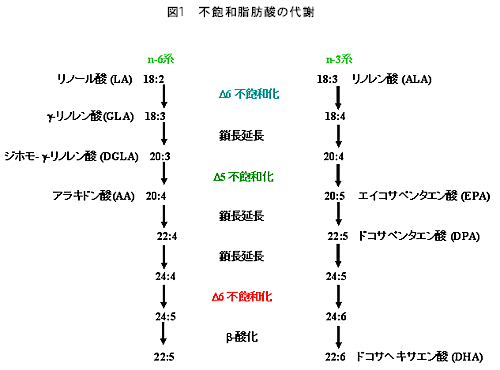 図1　不飽和脂肪酸の代謝