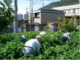 図5　炎天下の農作業二題