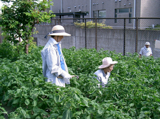 図5　炎天下の農作業二題