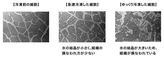  図2　冷凍による細胞の変化