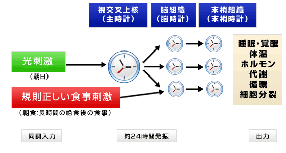 図1　シカゴ市場における大豆先物価格の推移